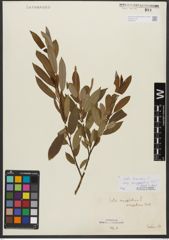 Foto von Salix triandra subsp. amygdalina (L.) Schübl. & G. Martens
